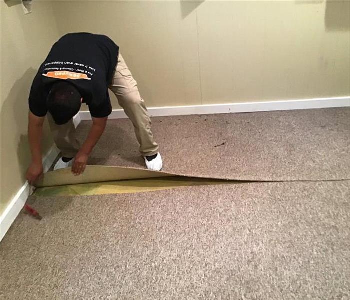 SERVPRO employee pulling up brown wet carpet in a room with yellow walls and white trim.